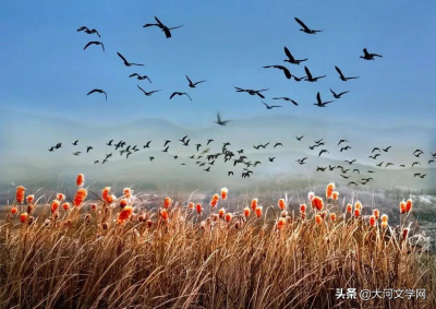 ​郭枫简介(我不是候鸟 | 作者：郭枫)