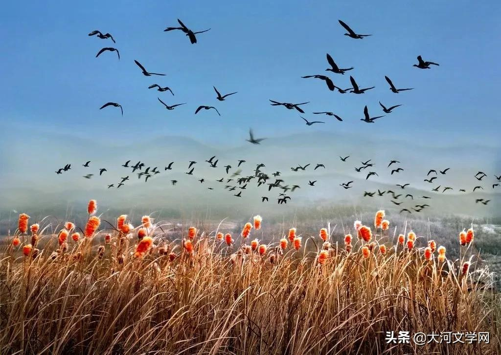 我不是候鸟 | 作者：郭枫