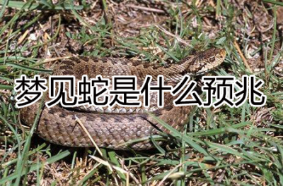 ​梦见蛇是什么预兆