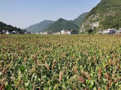 ​仁怀市有机高粱基地建设指挥部(茅台在河南的高粱基地)