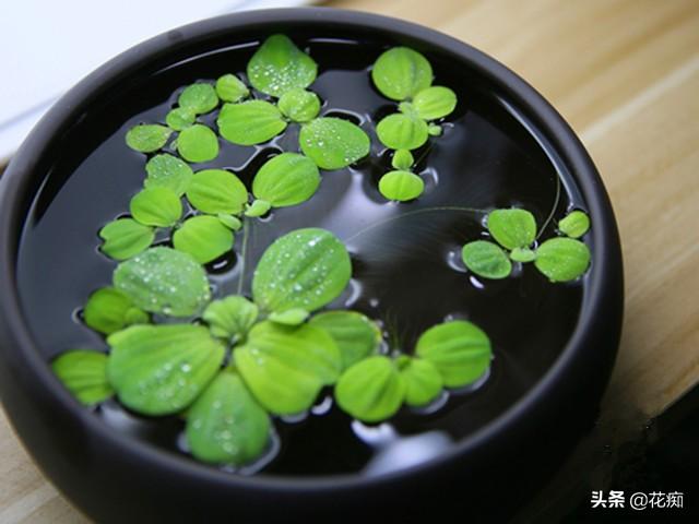 水芙蓉在鱼缸养危害(水芙蓉能净化水质吗)