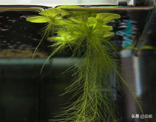 水芙蓉在鱼缸养危害(水芙蓉能净化水质吗)