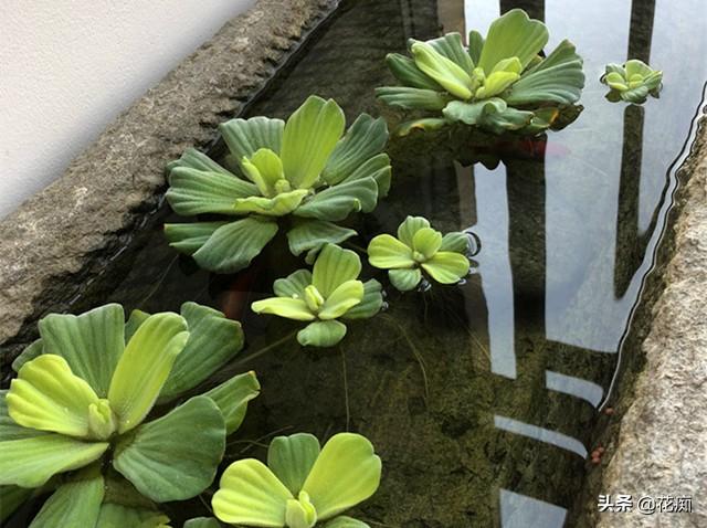 水芙蓉在鱼缸养危害(水芙蓉能净化水质吗)