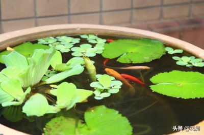 ​水芙蓉在鱼缸养危害(水芙蓉能净化水质吗)
