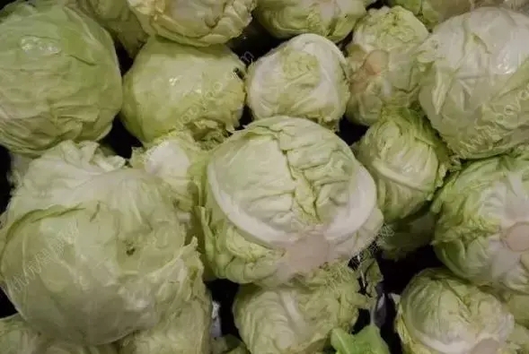 包菜和卷心菜是一种吗(卷心菜和包菜的区别)