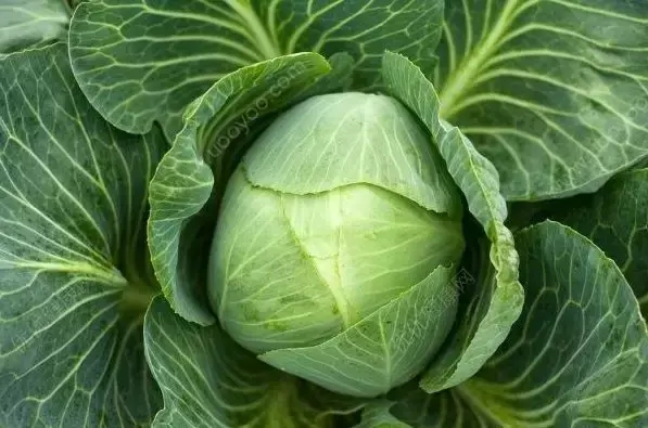 包菜和卷心菜是一种吗(卷心菜和包菜的区别)