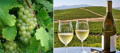 ​加州白葡萄酒品种大全  加州白葡萄酒品种介绍