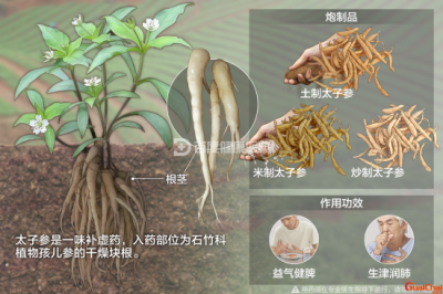 ​太子参是什么？太子参的功效与作用？