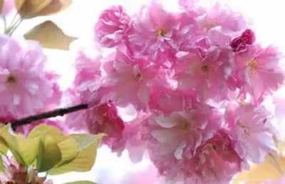 ​樱花开花的时间？樱花。是每年的4月开花(花期15天左右)吗？