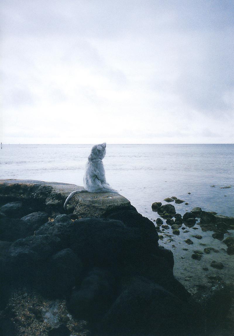 若槻千夏个人资料写真作品