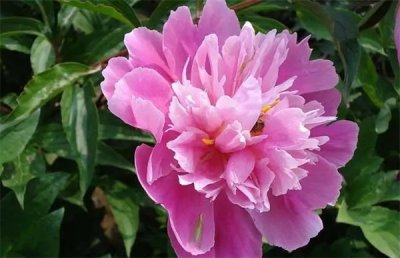 ​牡丹花开花时间是几月份？牡丹花开花时间长吗