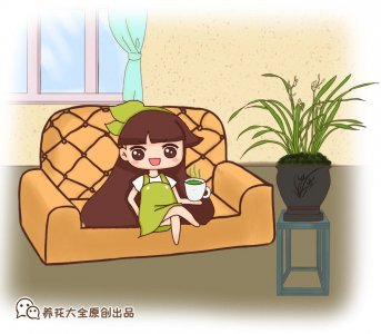 ​如何养兰花 兰花最全养护要点，一年四季绿油油，开花还能香满屋