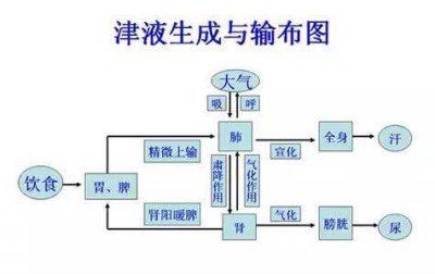 ​津液 《中医基础理论》津液