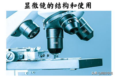 ​显微镜的结构及使用方法