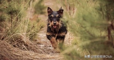 ​百科 - 德国猎梗，能量爆表的战斗猎犬