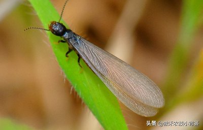 ​白蚁（白蚁个小危害大，怎么防治家里和地里的白蚁？）