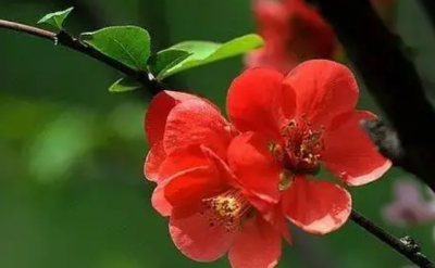 ​红瘦指的是哪种花？绿肥红瘦在感情上是什么意思？