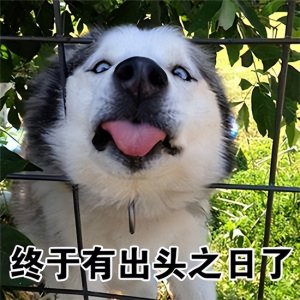 ​什么狗最聪明又好养？公认好养的5种狗，你最喜欢哪一种？
