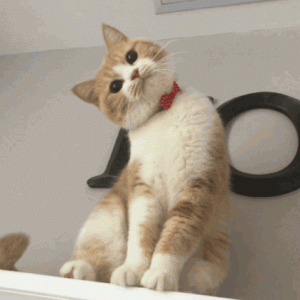 ​总结！养猫的10个好处，没有在骗你养猫