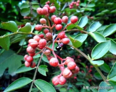 ​花椒的功效与作用大全(每日一中药——花椒)