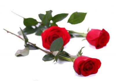 ​玫瑰花多少朵的含义是什么（玫瑰花朵数代表的含义，玫瑰花寓意和象征）