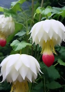 ​朝代五行说,下一个朝代五行 朝代的五行