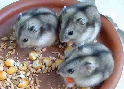 ​新手如何饲养三线仓鼠