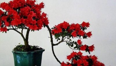 ​杜鹃花怎么修剪？这样一修剪，株型美观，枝条茂盛，来年开花更多