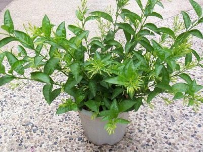 ​天竺葵有毒吗对身体有危害吗（家里有小孩，再花痴这几种花也不能养，不小心就