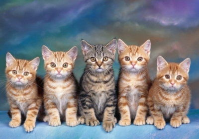 ​新手养猫基础知识 新手养猫必看的20条小建议，教你科学养猫