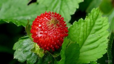 ​蛇喜欢吃什么 小时候见过的“野草莓”，老人说“蛇”最爱吃，如今是宝贝