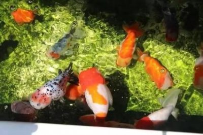 ​鱼卵怎么才能孵出来（鱼卵孵化全过程）