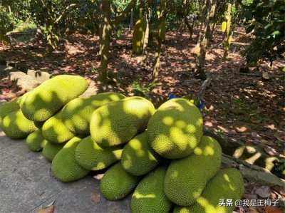 ​菠萝蜜如何保存方法（菠萝蜜保存方法 冷冻）