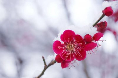 ​梅花(五首古诗词中的梅花，开百花之先，独天下而春)