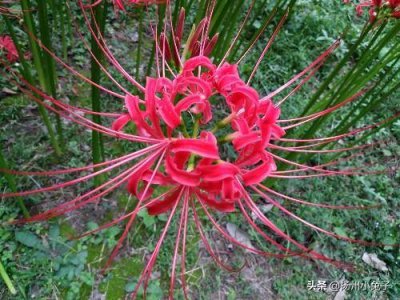 ​曼珠沙华彼岸花视频素材 曼珠沙华彼岸花啥意思