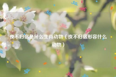 ​夜不归宿是什么生肖动物（夜不归宿形容什么动物）