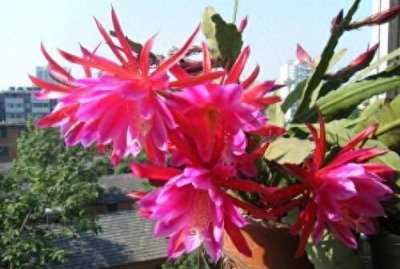 ​昙花(家庭养昙花，学会“操作”小方法，一次开花几个月，年年都爆盆)