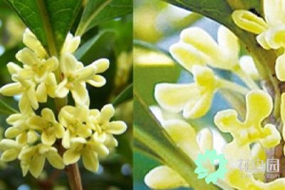 ​桂花的功效与作用(了解桂花的功效与作用 充分利用发挥无限价值)