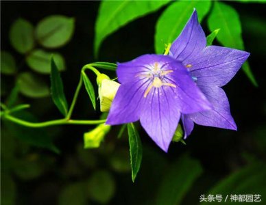 ​桔梗总体的花语和寓意 桔梗花的花语:真诚不变的爱