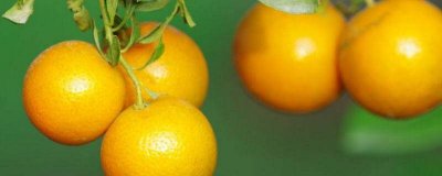 ​石榴可以和橘子一起吃吗? 石榴和橘子能一起吃