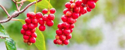 ​五味子泡酒作用与功效 五味子泡酒有何功效