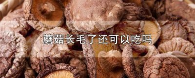 ​蘑菇长毛了可以吃吗? 蘑菇长毛了 还能吃吗