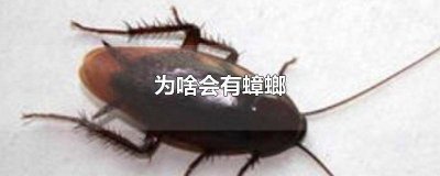 ​为啥会有蟑螂这种生物的存在日语怎么说 为啥会有蟑螂屎