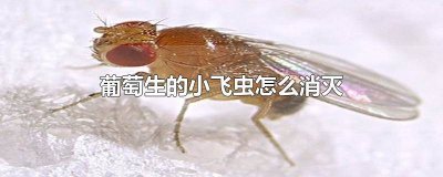 ​葡萄生的小飞虫怎么消灭它 葡萄生出来的小飞虫子怎样消灭