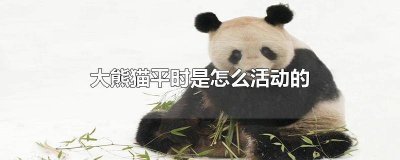 ​大熊猫平时是怎么活动的英语 大熊猫是怎么活动的呢