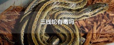 ​毒蛇可不可以吃 三线蛇可以吃吗有毒吗
