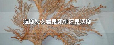 ​怎么分辨海柳 海柳的种类分类大全