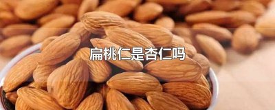 ​扁桃体仁是杏仁吗 扁桃仁就是杏仁吗?