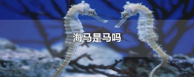 ​海马是一种能在海里奔跑的马对吗 海马的马怎么组词