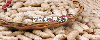 ​花生是豆类的吗 花生是否是豆类?